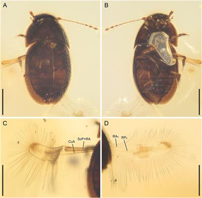 The First Fossil of Nossidiinae From Mid-Cretaceous Amber of Northern Myanmar (Coleoptera: Ptiliidae)